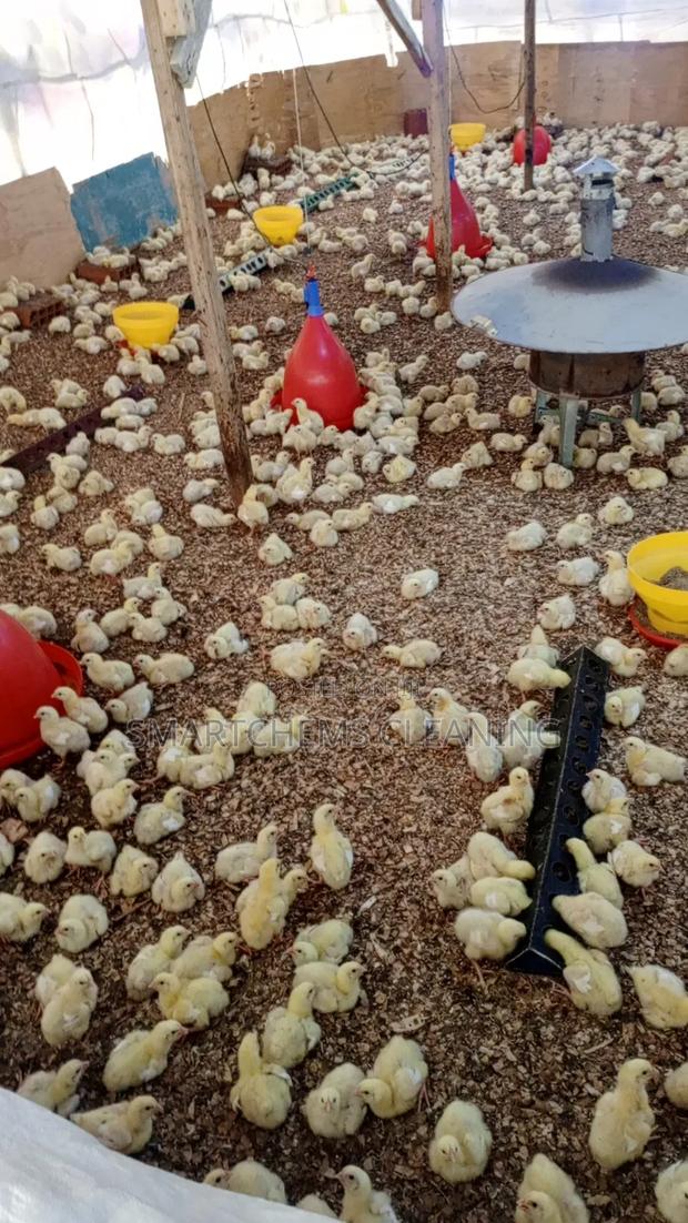 Broiler Programmed Chicken - thumbnail 3