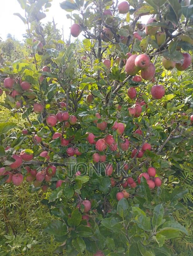 Organic Apples,Avocado, Pixie Seedlings Ready for Delivery! - thumbnail 7
