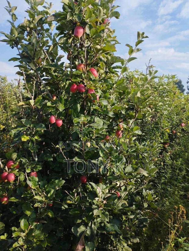 Organic Apples,Avocado, Pixie Seedlings Ready for Delivery! - thumbnail 6