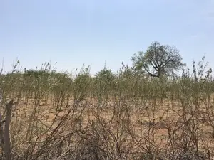 5 Acre Land Makindu