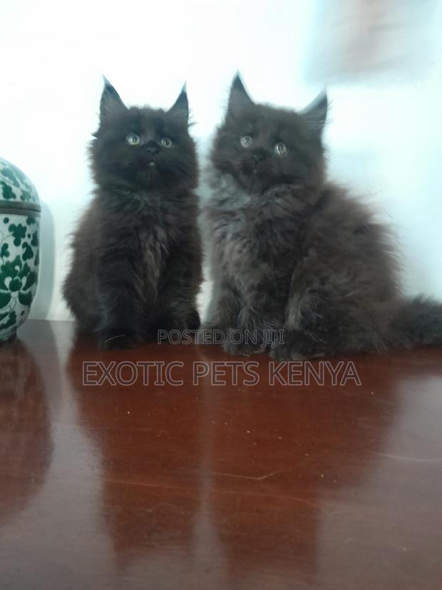 1-3 months Male Mixed Breed Maine Coon - main view
