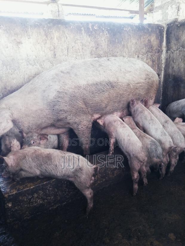 Pigs/Piglets on Sale - main view