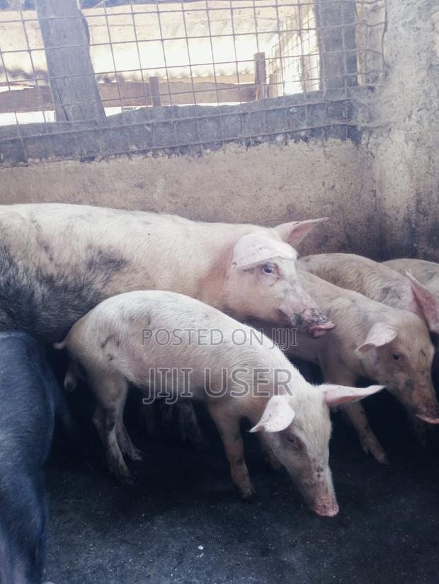 Pigs/Piglets on Sale - thumbnail 2