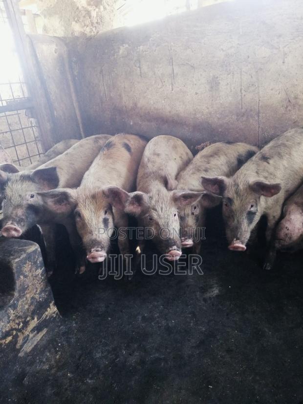 Pigs/Piglets on Sale - thumbnail 3