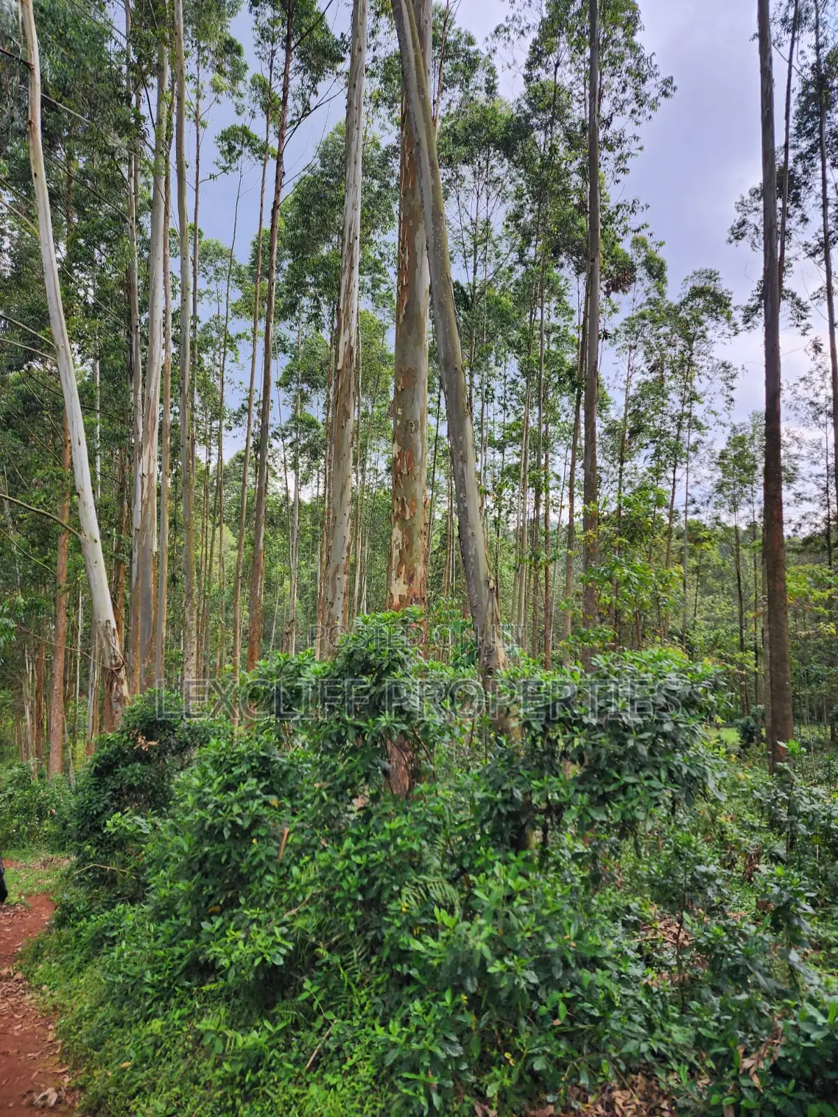 1 and Quarter Acres Land With Trees,For Sale, Kisii in Kisii Land