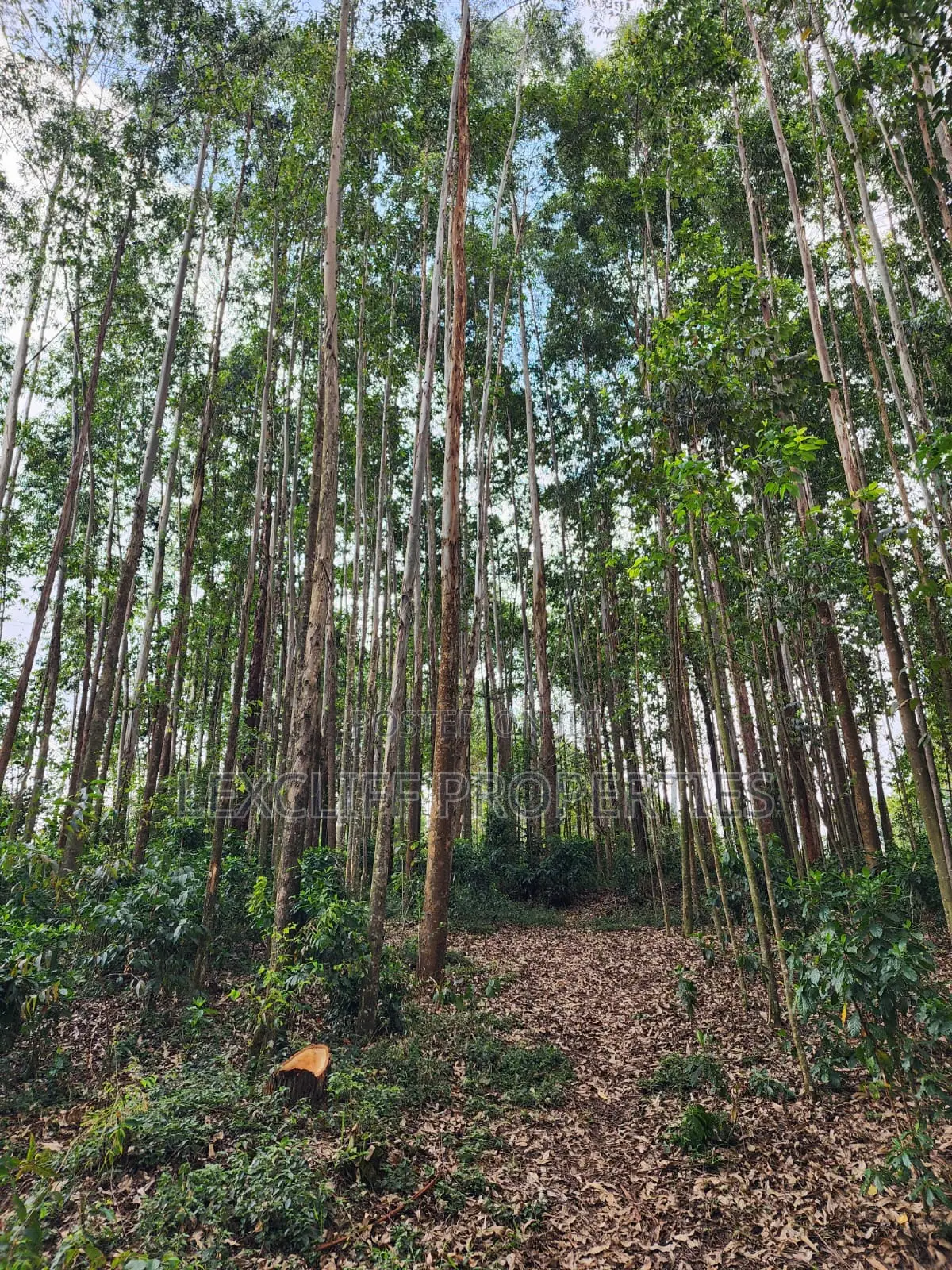 1 and Quarter Acres Land With Trees,For Sale, Kisii in Kisii Land