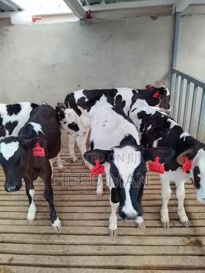 Pedigree Heifer Calves - thumbnail 2