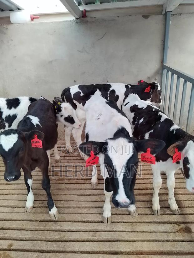 Pedigree Heifer Calves - main view