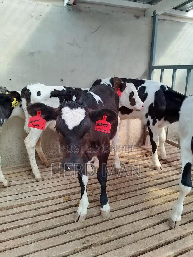 Pedigree Heifer Calves - thumbnail 3
