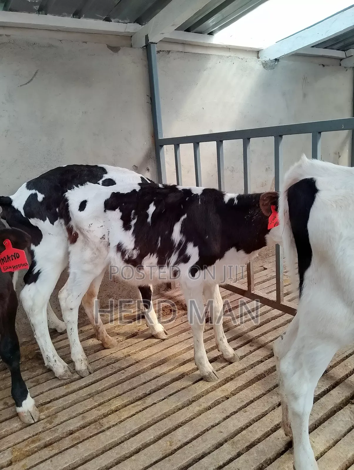 Pedigree Heifer Calves