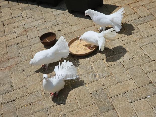 Funtails Pegions - main view