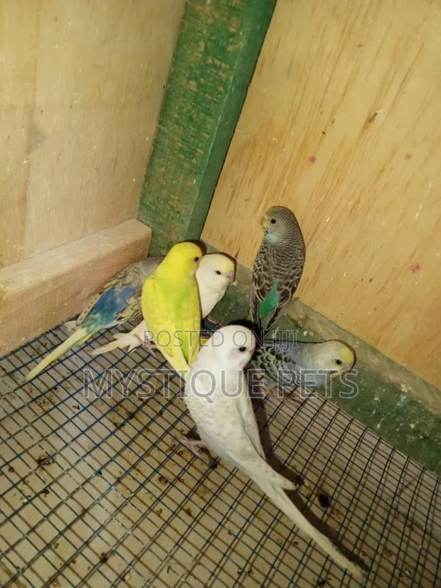 Mixed Budgies - main view