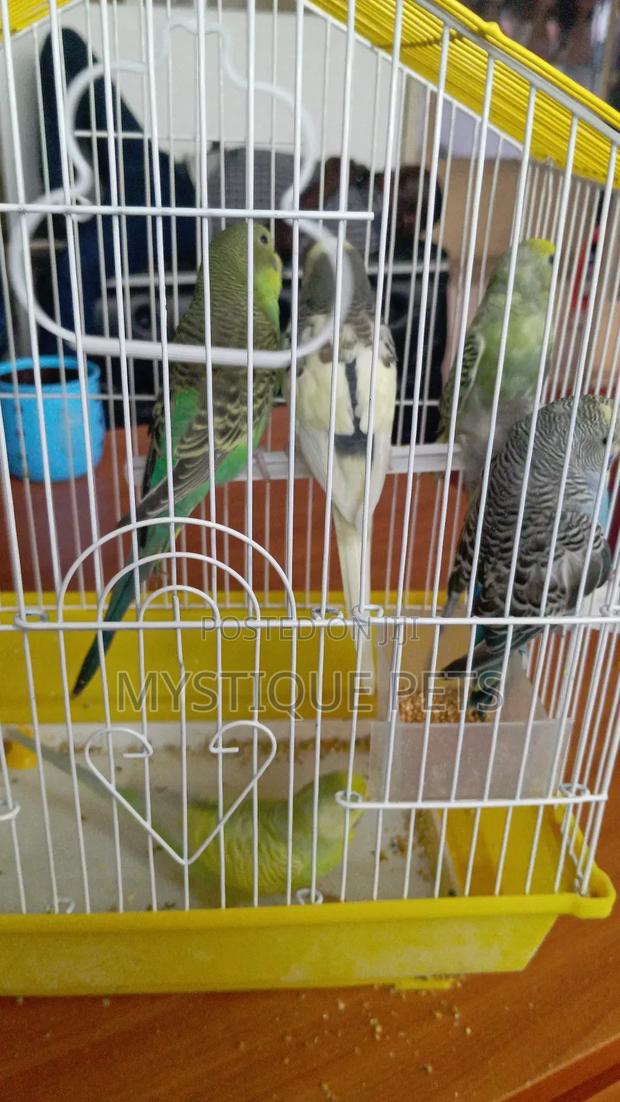 Loving Budgies - main view