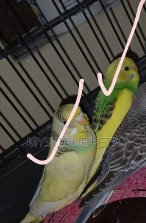 Yellow Green Budgies - thumbnail 2