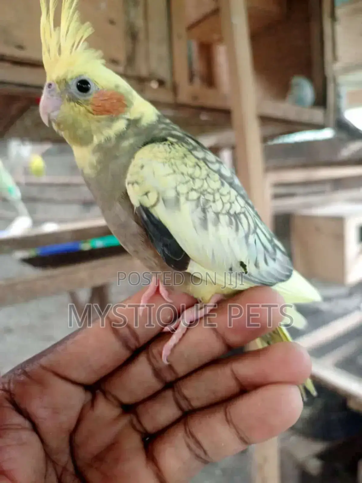 Cocktail Bird
