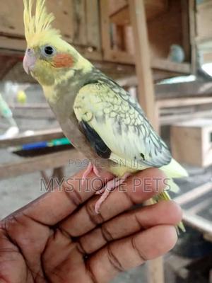 Cocktail Bird - thumbnail 2