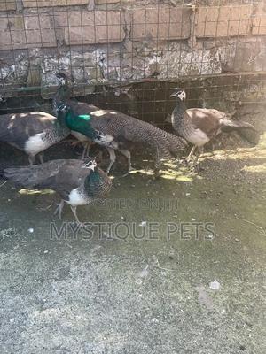 Peacocks/Taus - thumbnail 2