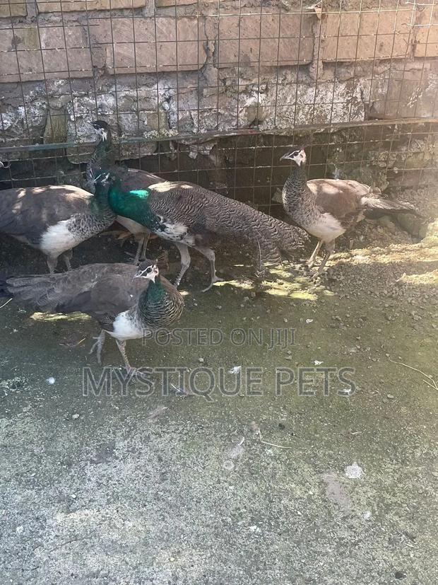 Peacocks/Taus - main view