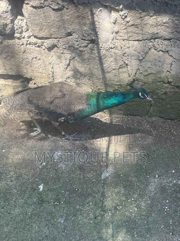 Peacocks/Taus - thumbnail 3