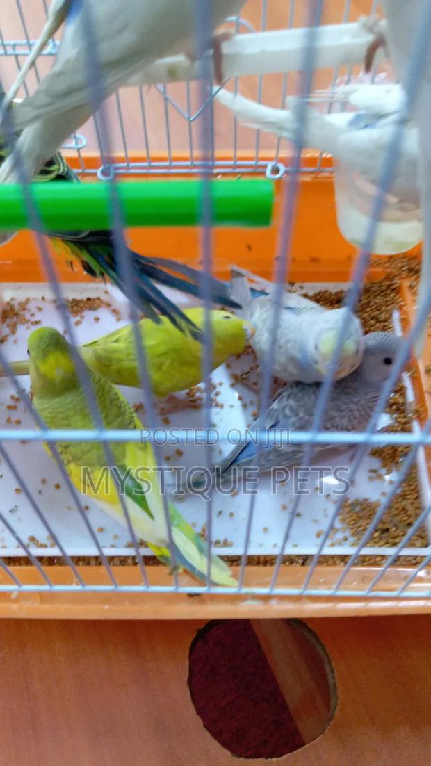 Baby Budgies - main view