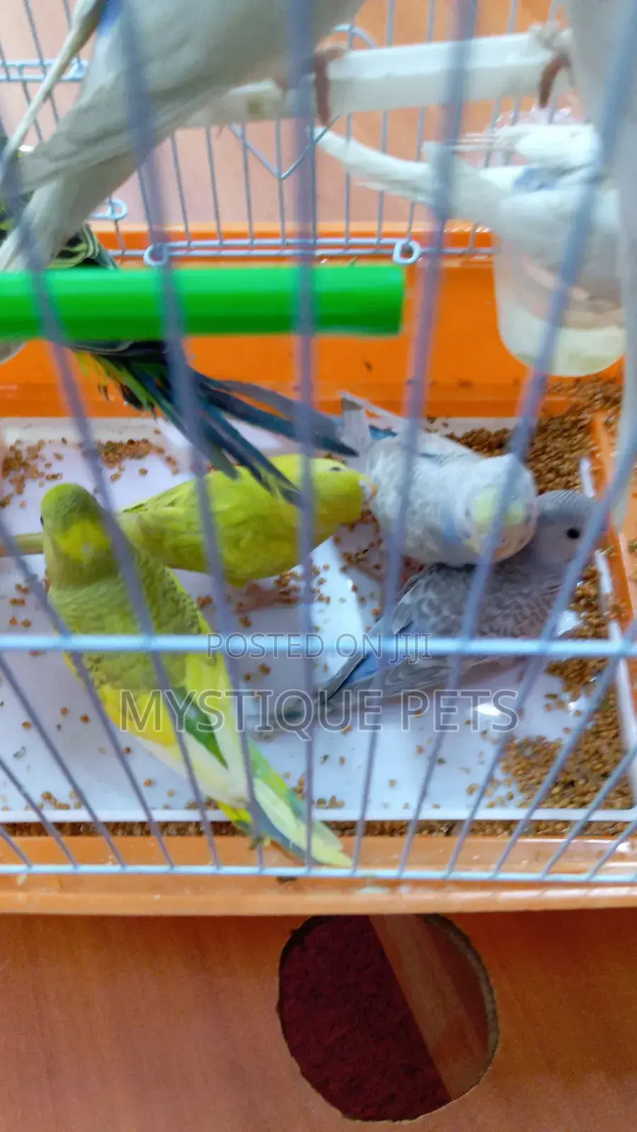 Baby Budgies