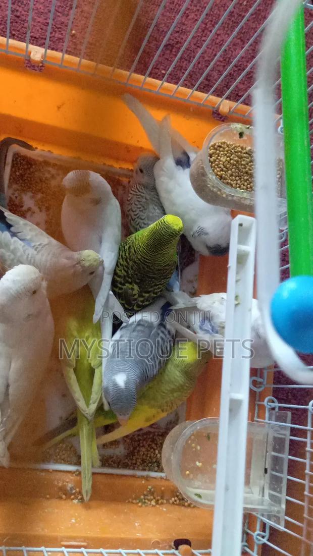 Small Budgies - main view