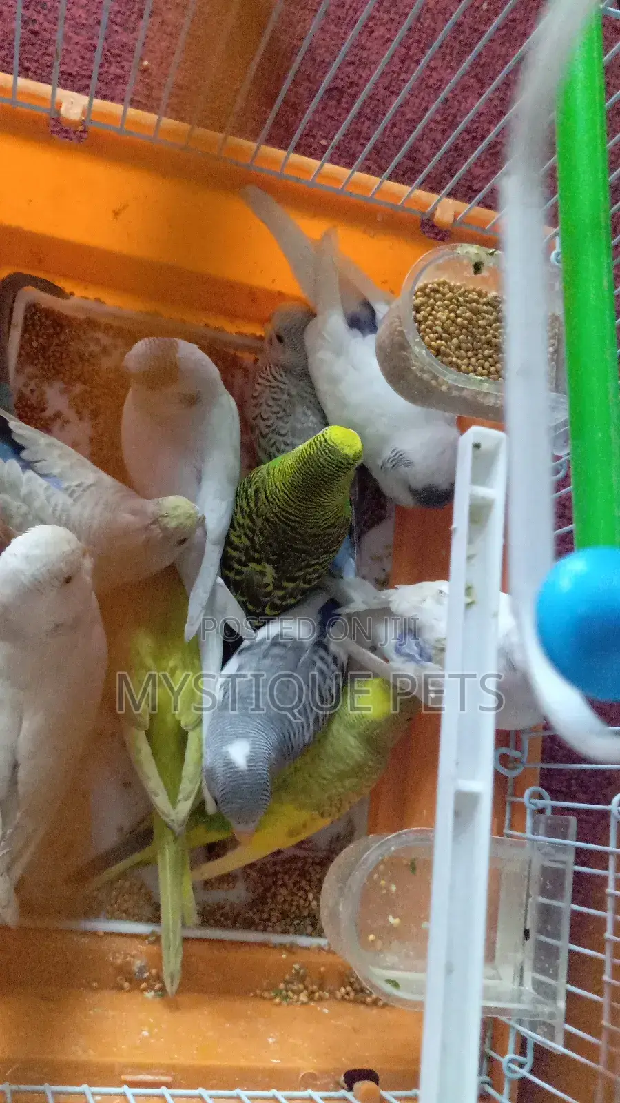Small Budgies
