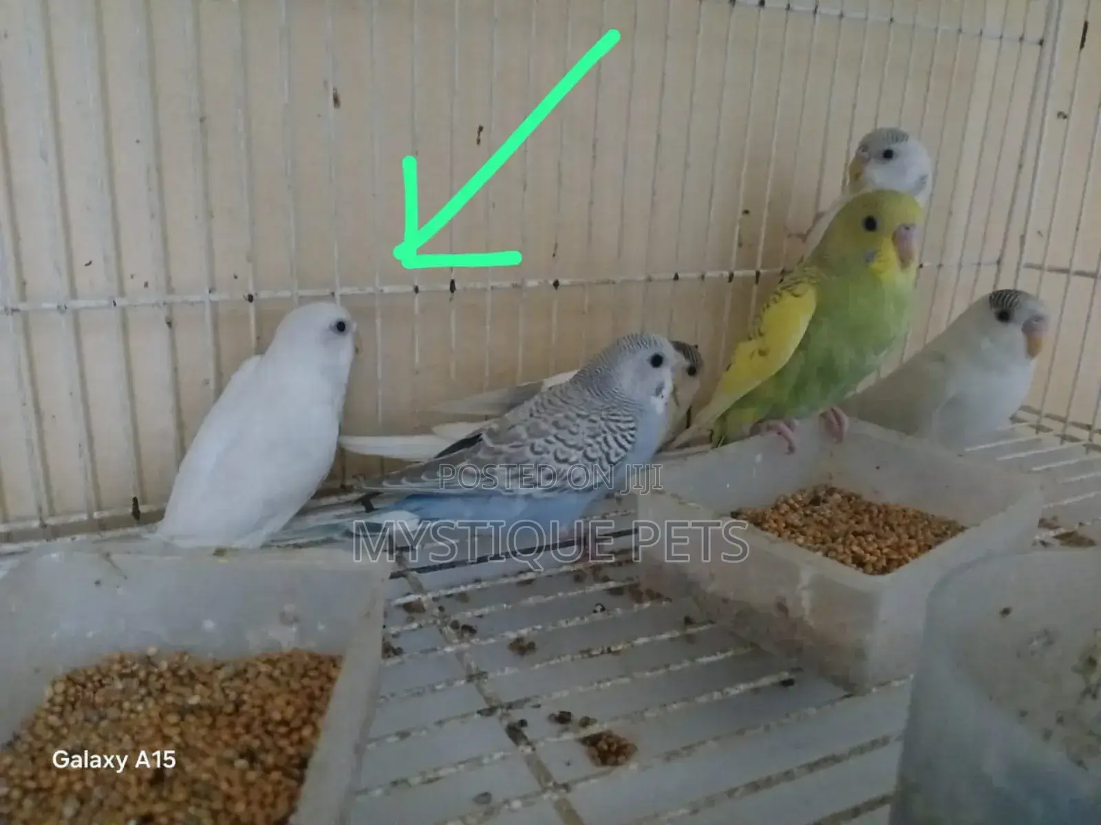 Small Budgies