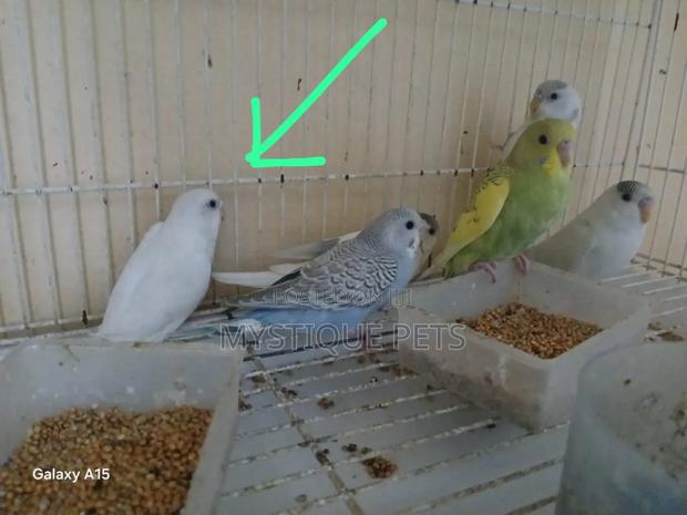 Small Budgies - thumbnail 3