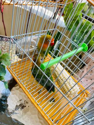 African Active Parrots - thumbnail 2