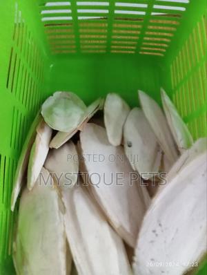 Birds Cattle Bones - thumbnail 2