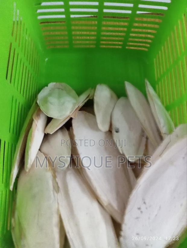 Birds Cattle Bones - main view