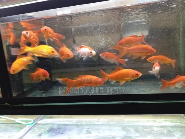 Aquarium Fish - main view