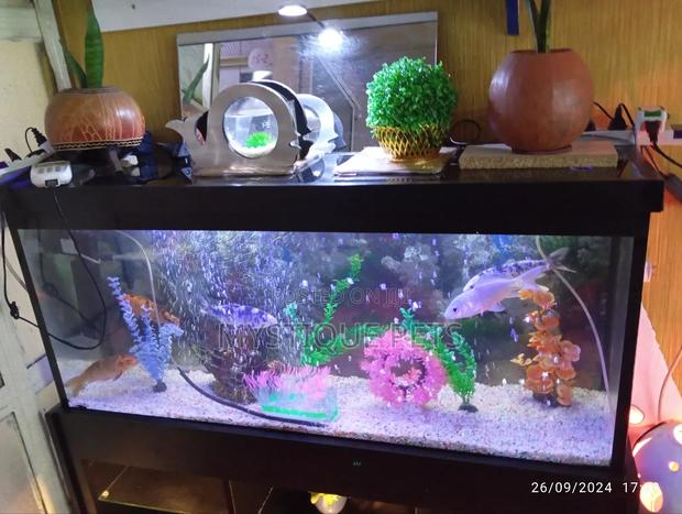 4ft Fish Tank - main view