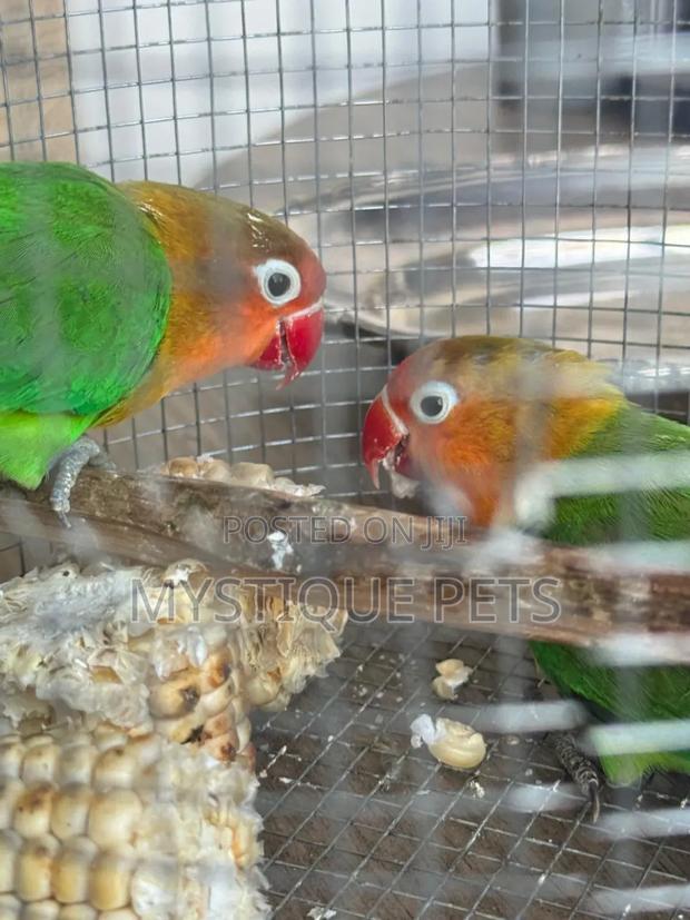 Beautiful Birds - main view