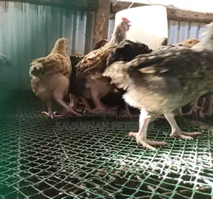 Plastic Poultry Mesh - Wholesale Price at 400/- For 10m