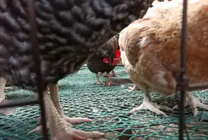 Plastic Poultry Mesh - Wholesale Price at 400/- For 10m