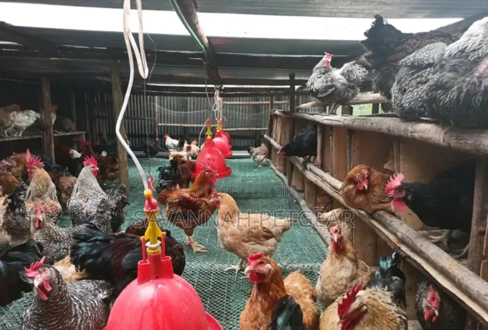 Plastic Poultry Mesh - Wholesale Price at 400/- For 10m