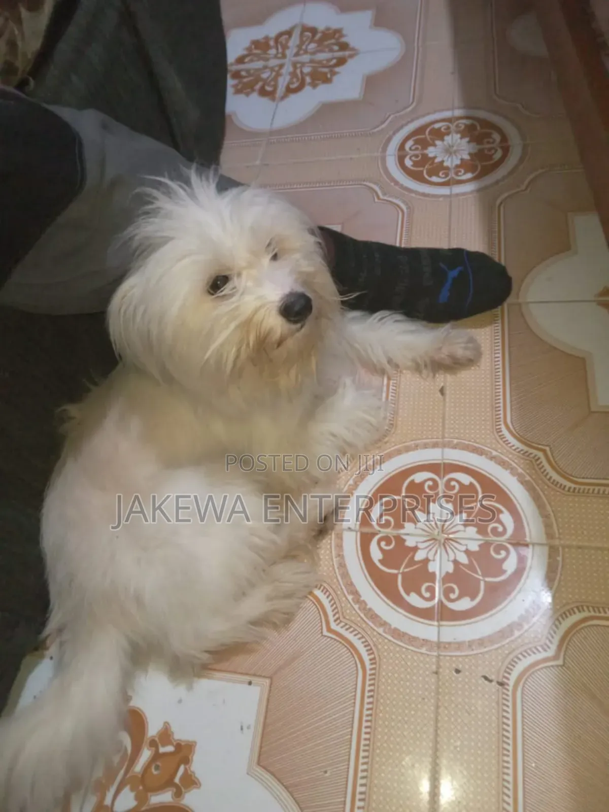 6-12 months Female Mixed Breed Maltese
