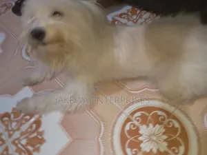 6-12 months Female Mixed Breed Maltese