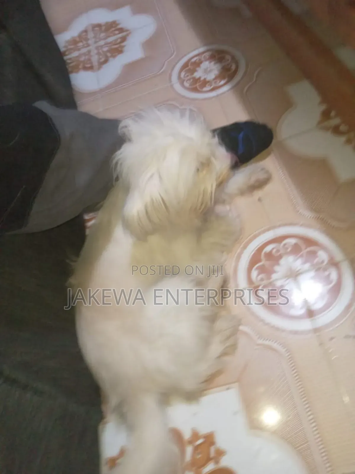 6-12 months Female Mixed Breed Maltese