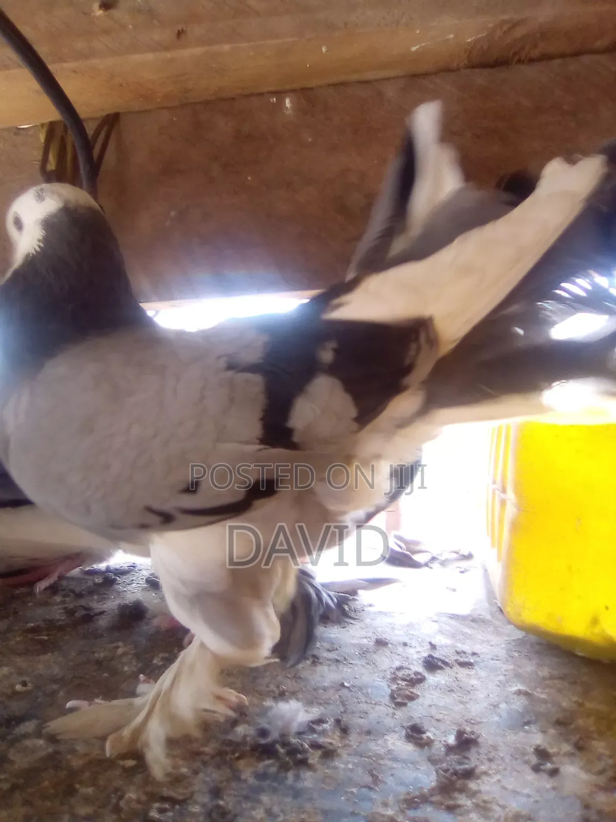 Njiwa Na Fantail Pigions