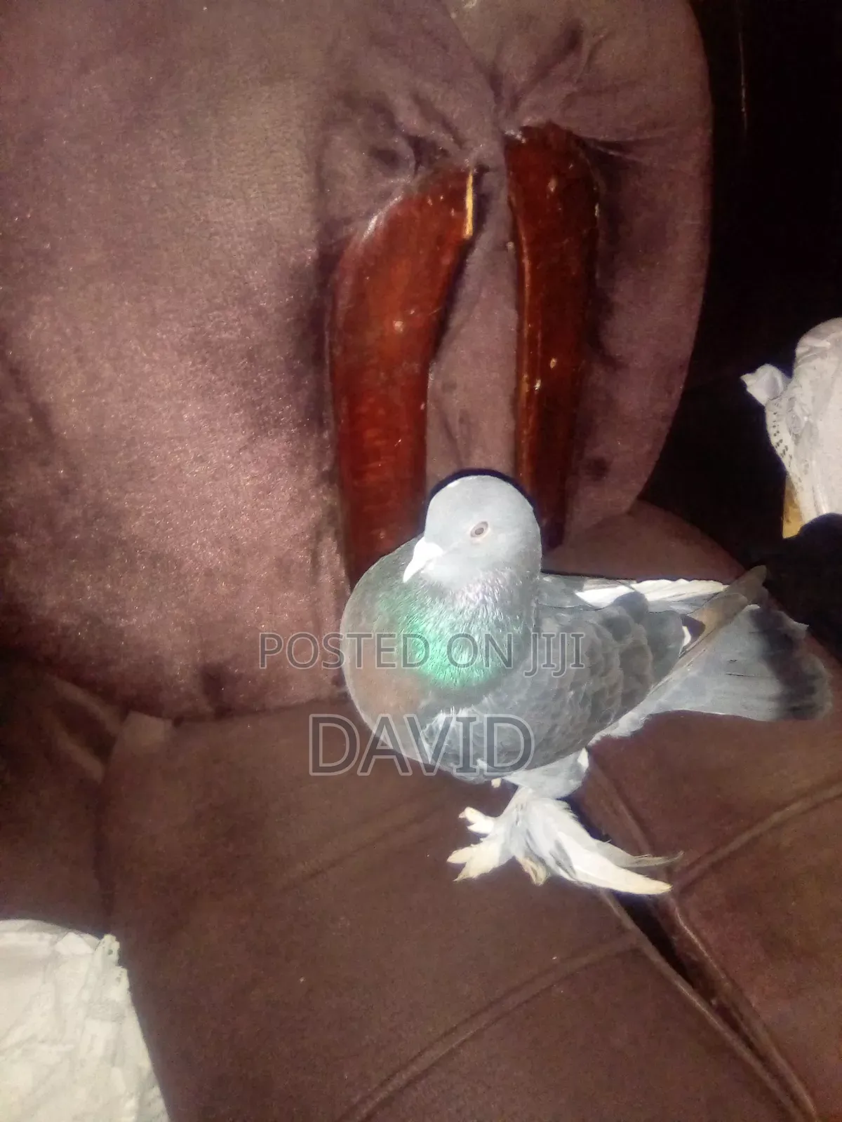 Njiwa Na Fantail Pigions