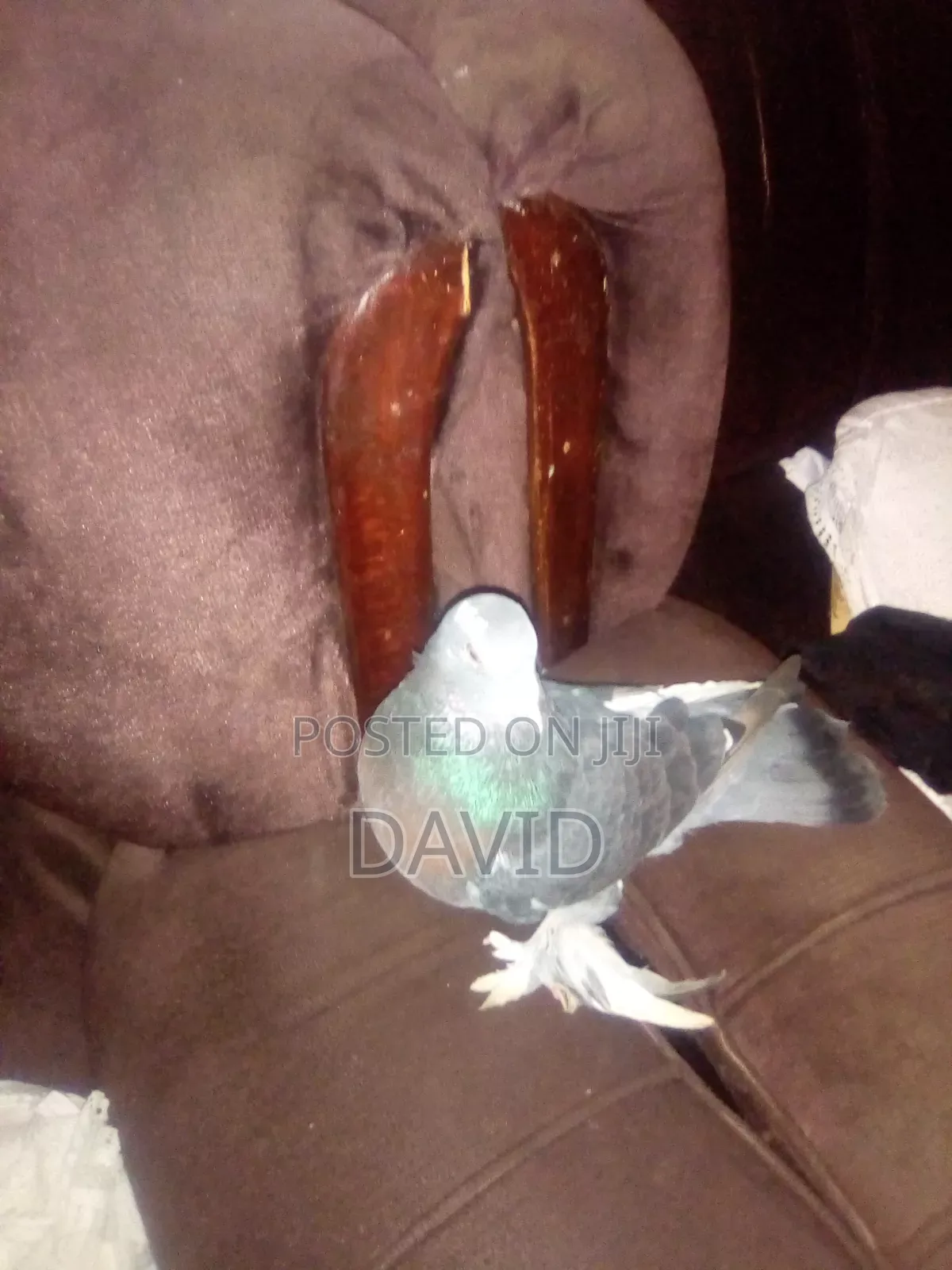 Njiwa Na Fantail Pigions