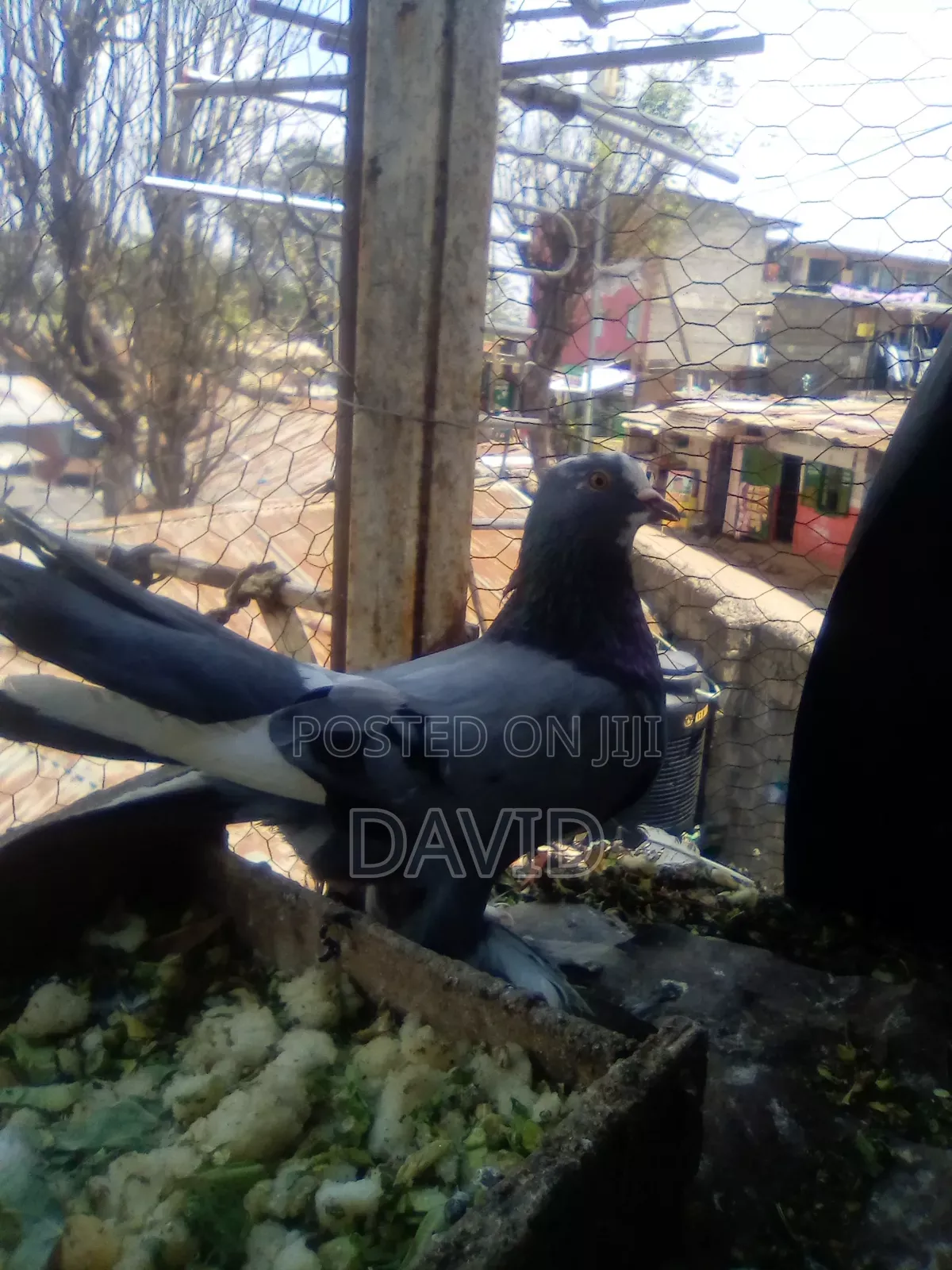 Njiwa Na Fantail Pigions