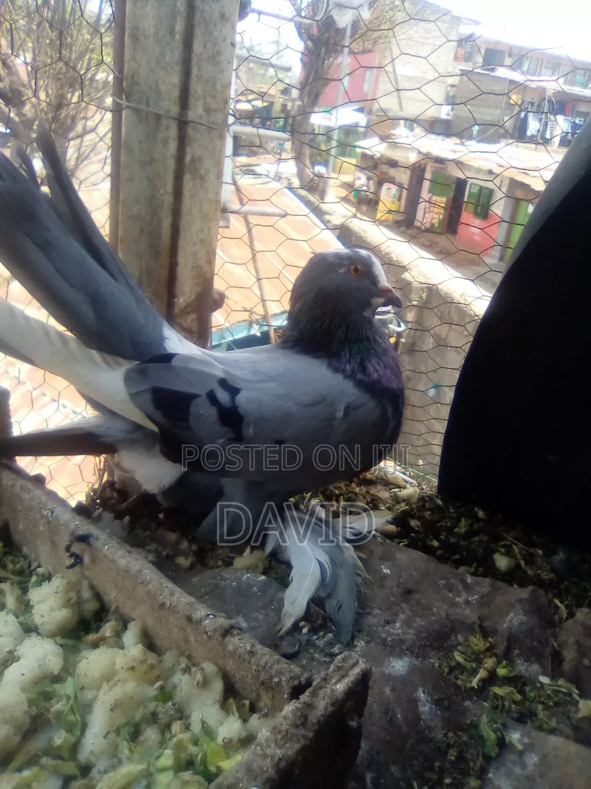 Njiwa Na Fantail Pigions