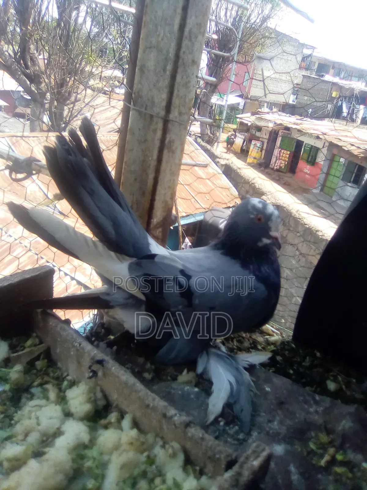Njiwa Na Fantail Pigions