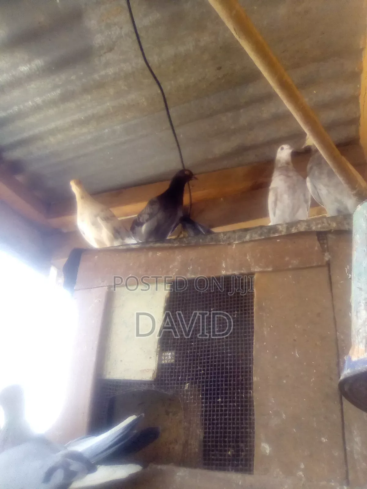 Njiwa Na Fantail Pigions