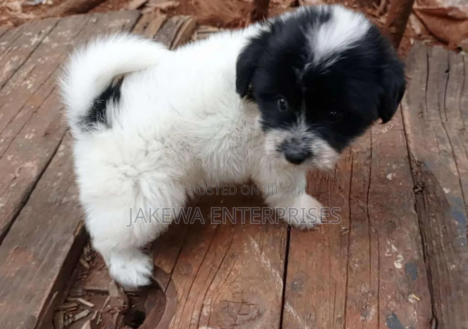 1-3 months Male Purebred Havanese