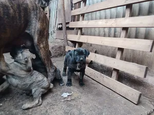 1-3 months Male Purebred Boerboel